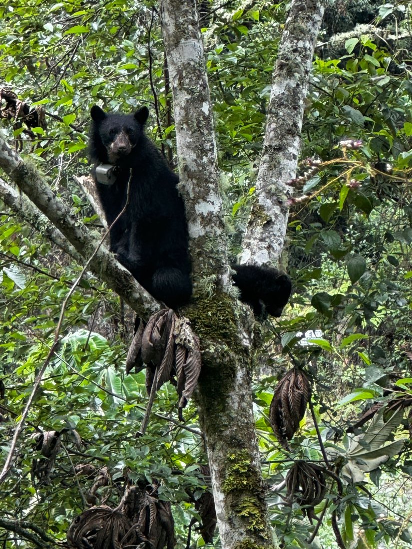 Inca Jungle